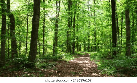 免费阿v网站在线观看欧美